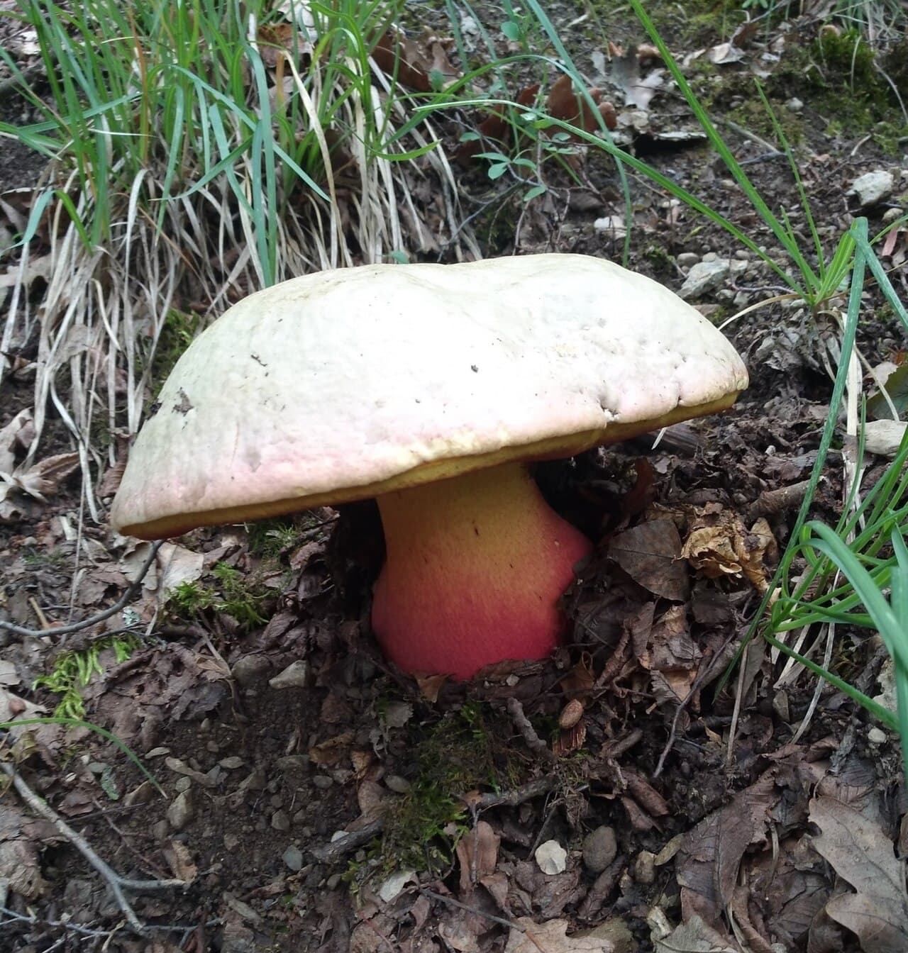 Hřib satan (Rubroboletus satanas)