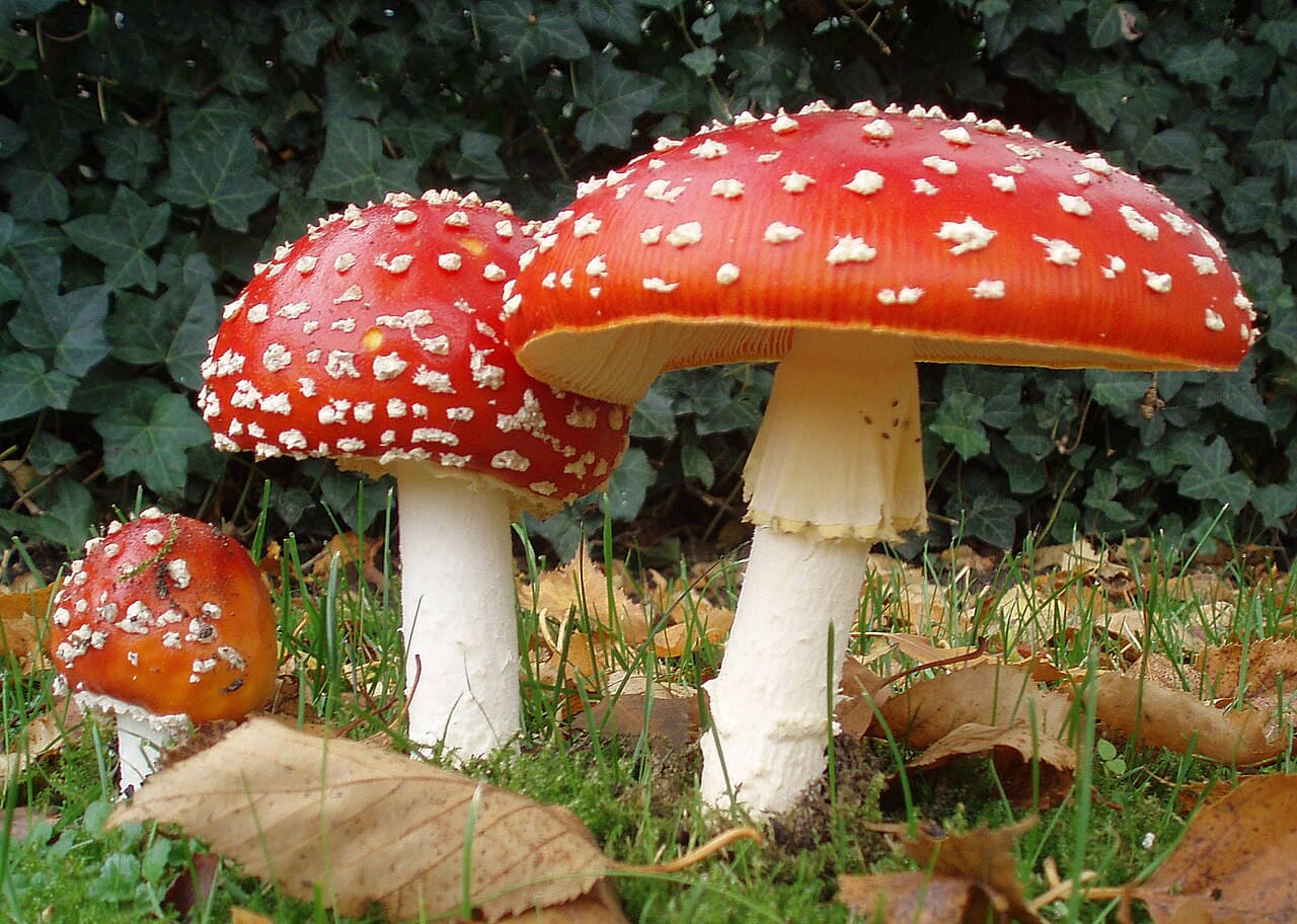 Muchomůrka červená — charakteristický detail