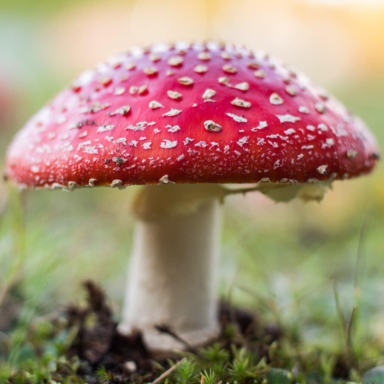 Muchomůrka červená (Amanita muscaria)