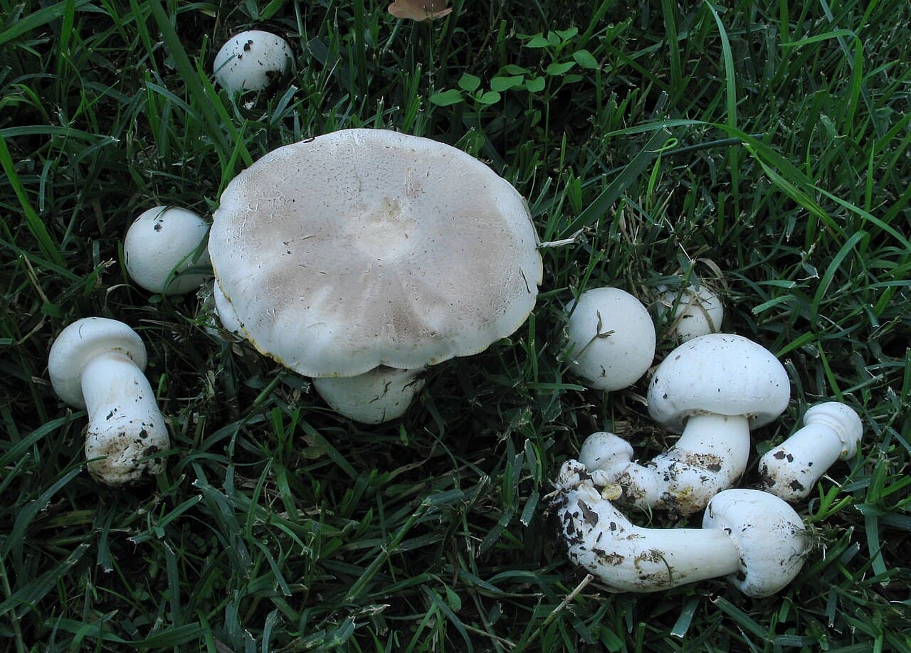 Žampion zápašný (Agaricus xanthodermus)
