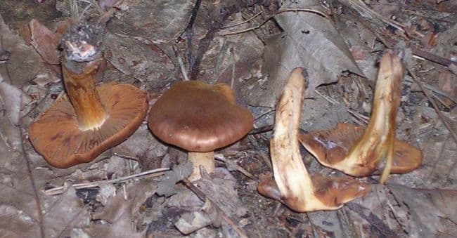 Pavučinec plyšový (Cortinarius orellanus)