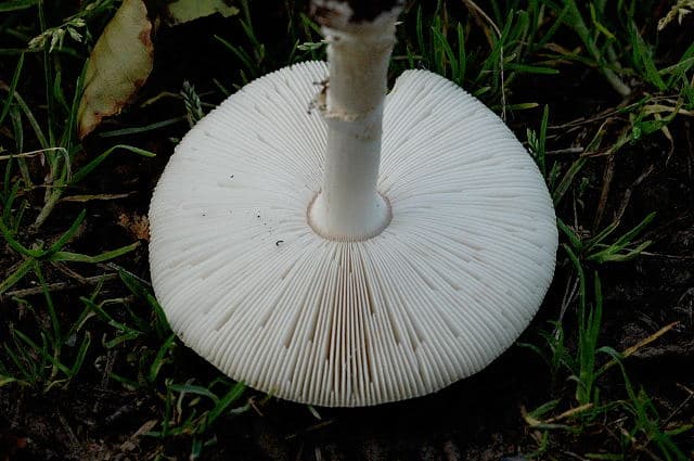 Muchomůrka tygrovaná — charakteristický detail
