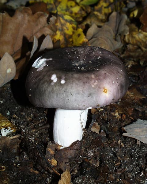 Holubinka namodralá
