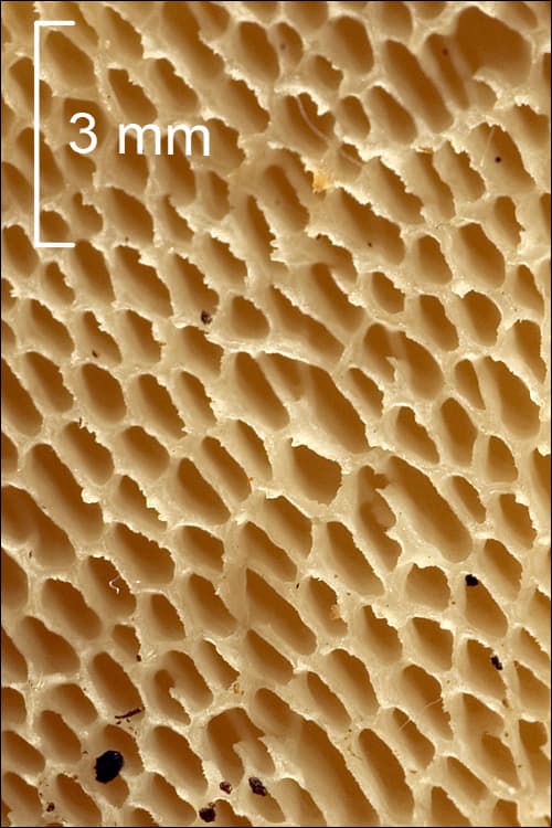 Choroš štětičkatý — charakteristický detail