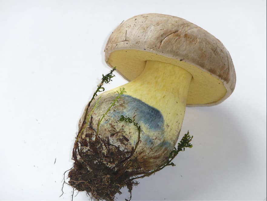 Hřib kořenový — charakteristický detail
