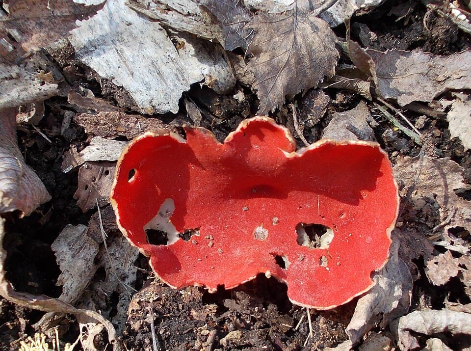 Ohnivec rakouský (Sarcoscypha austriaca) — alternativní pohled