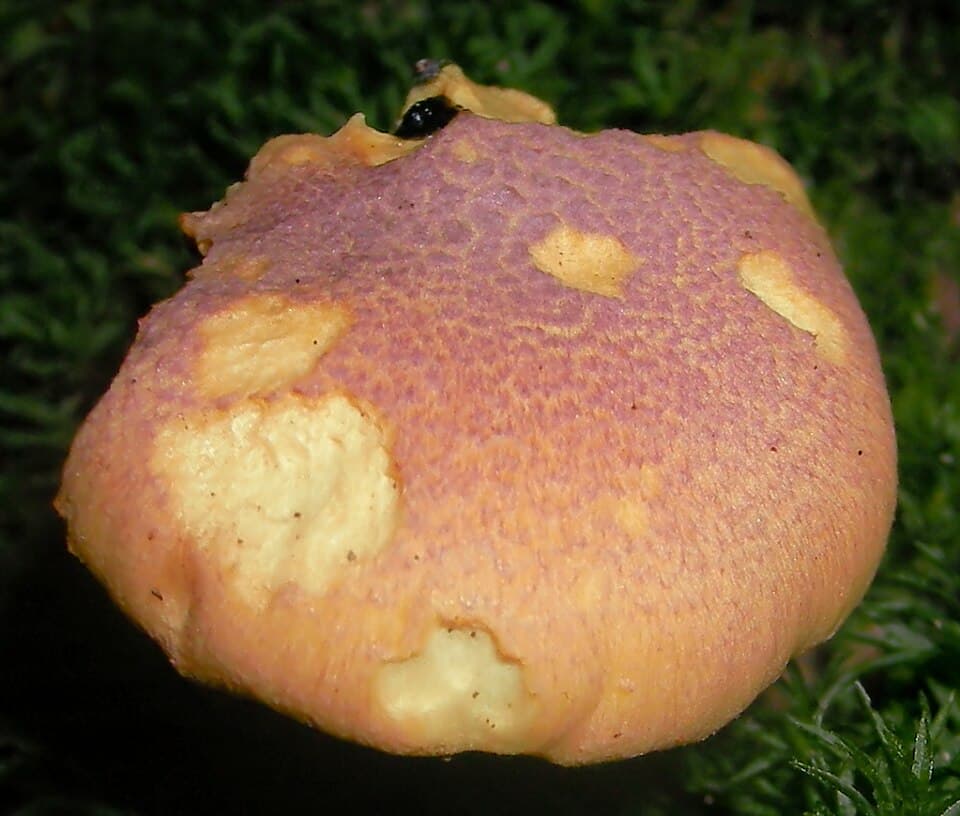 Liška ametystová (Cantharellus amethysteus) — alternativní pohled