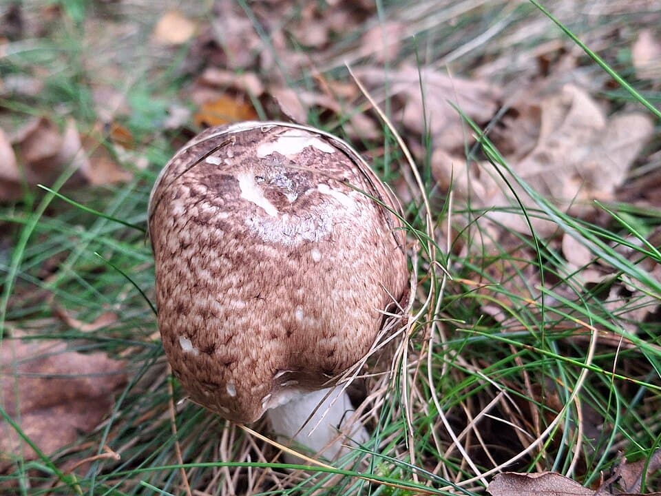 Žampion lesní (Agaricus silvaticus) — alternativní pohled