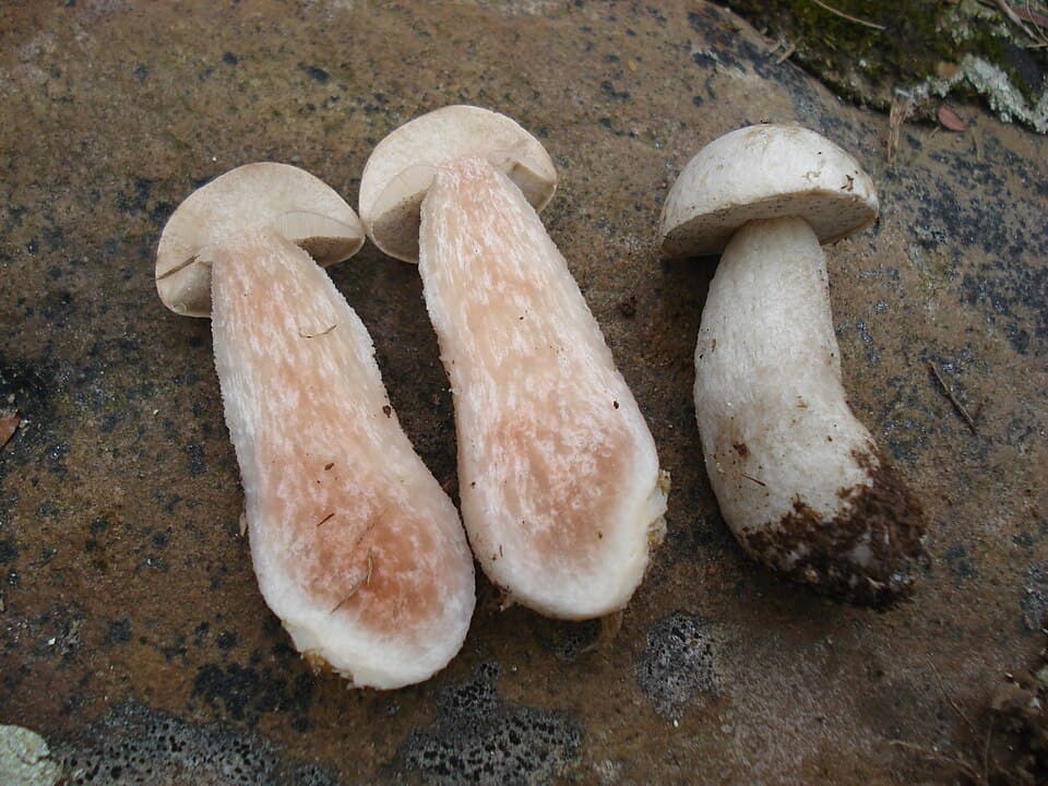 Kozák bílý (Leccinum holopus) — alternativní pohled