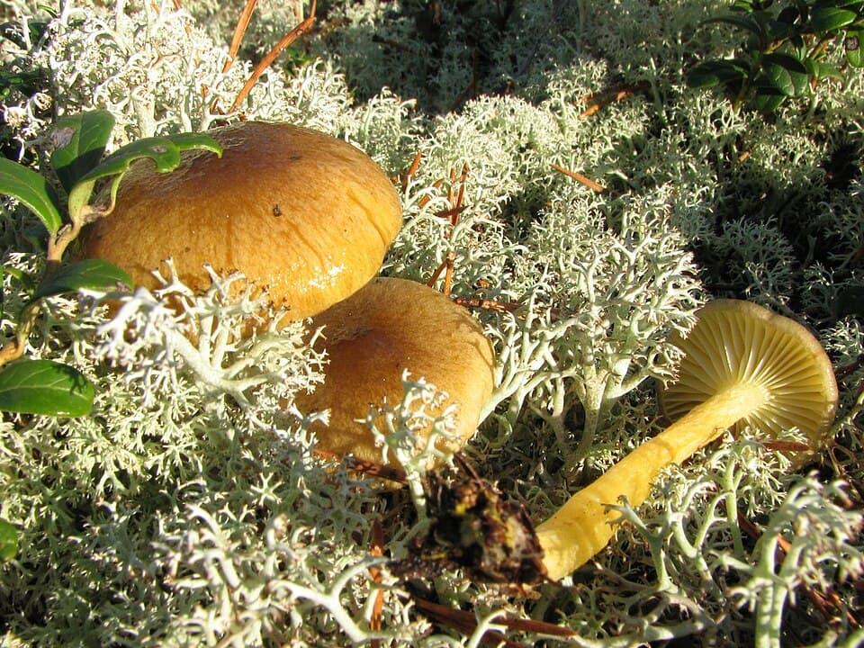 Šťavnatka pomrazka (Hygrophorus hypothejus) — alternativní pohled