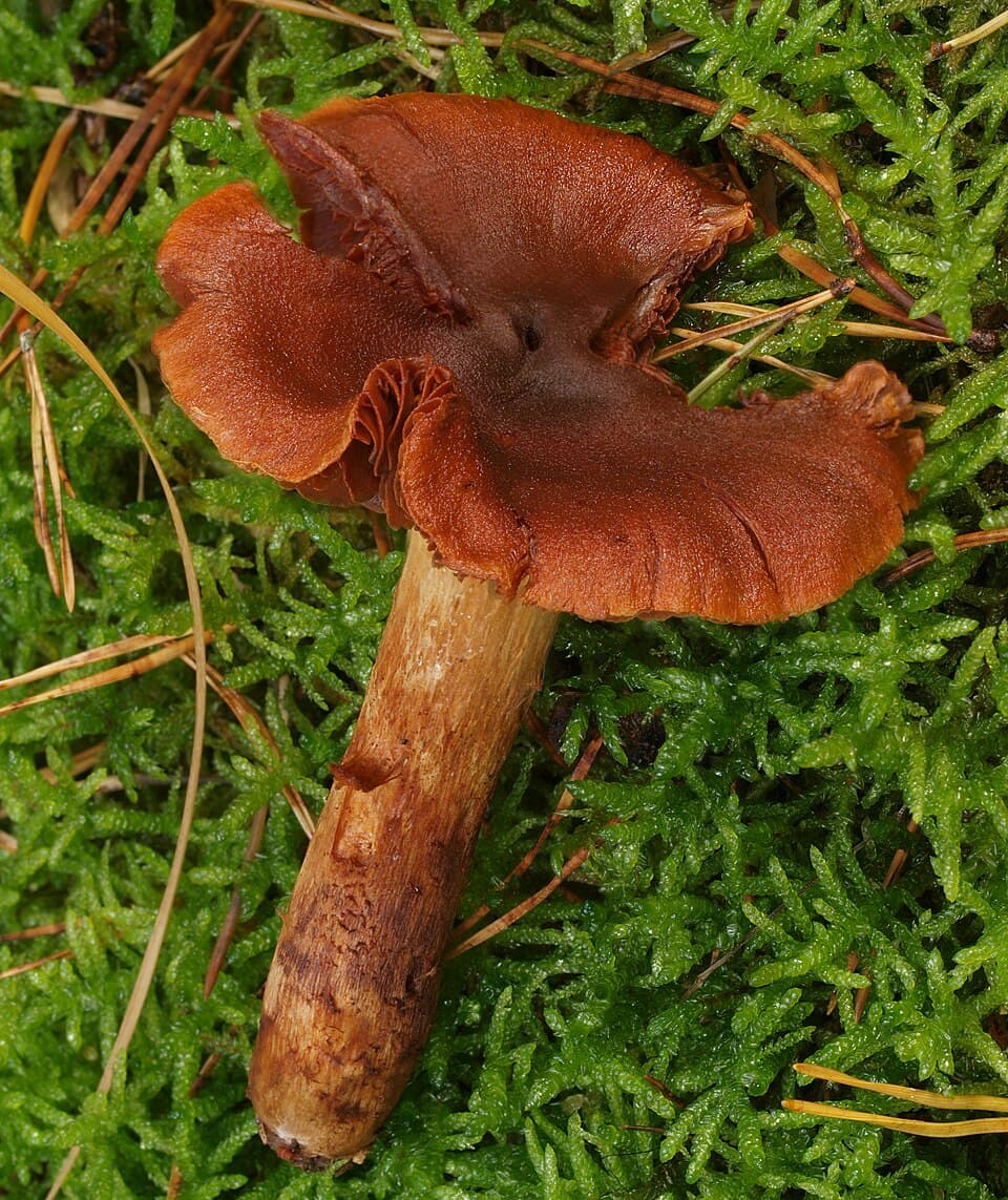 Pavučinec plyšový (Cortinarius orellanus) — alternativní pohled