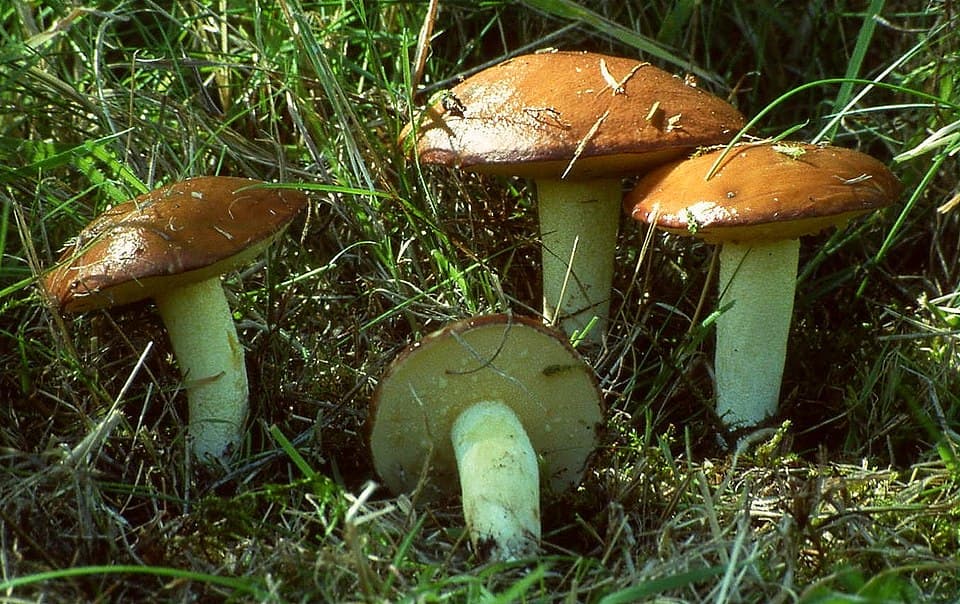 Klouzek žlutý (Suillus granulatus) — alternativní pohled