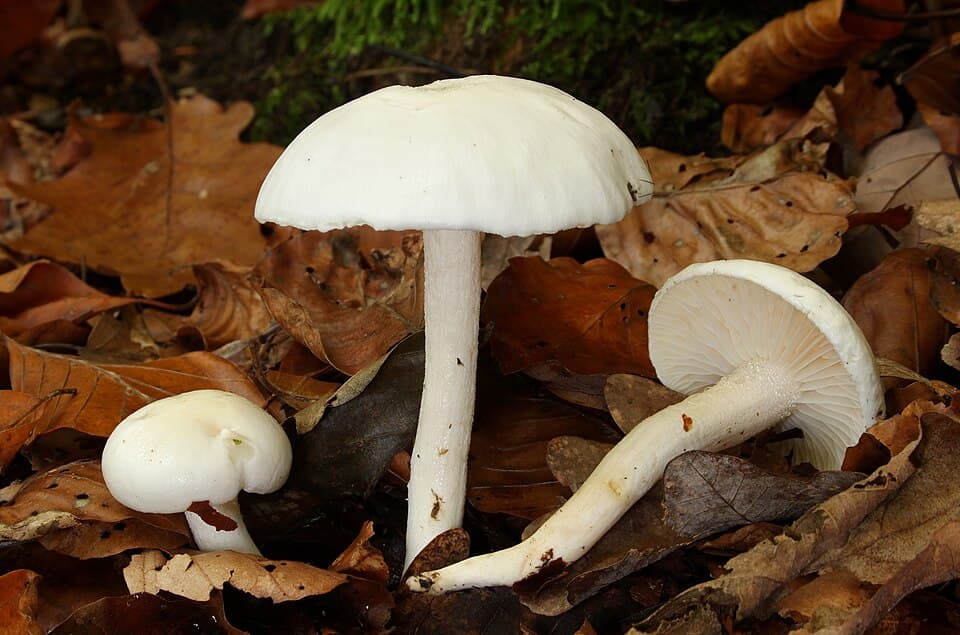Šťavnatka slonovinová (Hygrophorus eburneus) — alternativní pohled