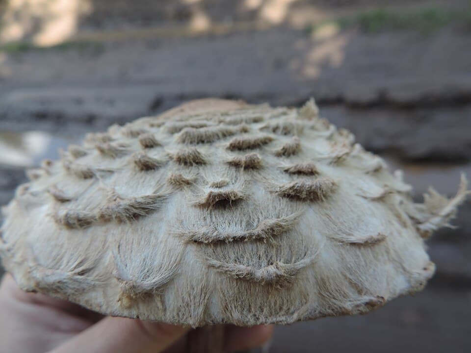 Bedla červenající (Chlorophyllum rhacodes) — alternativní pohled