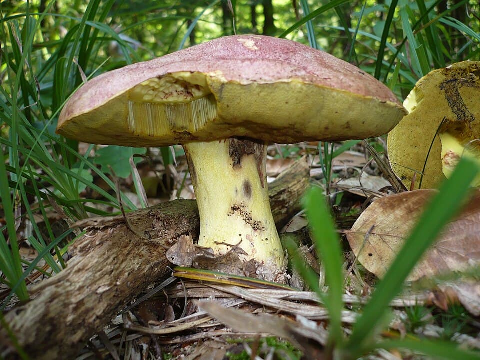 Hřib královský (Butyriboletus regius) — alternativní pohled