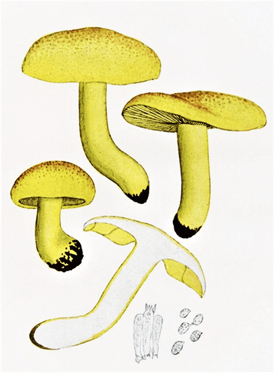 Čirůvka zelánka (Tricholoma equestre) — alternativní pohled