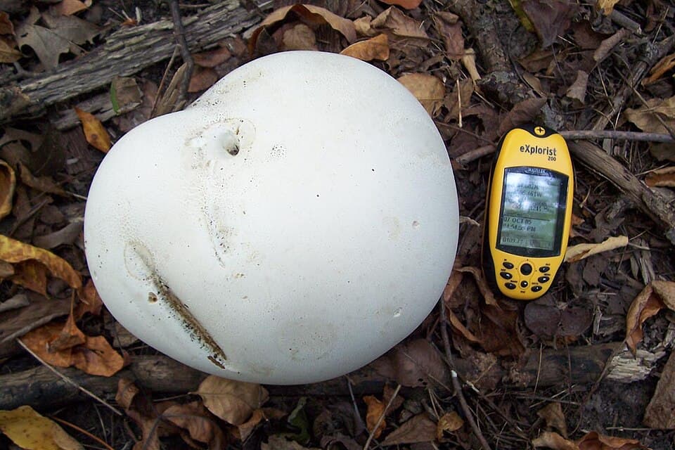 Pýchavka obrovská (Calvatia gigantea)
