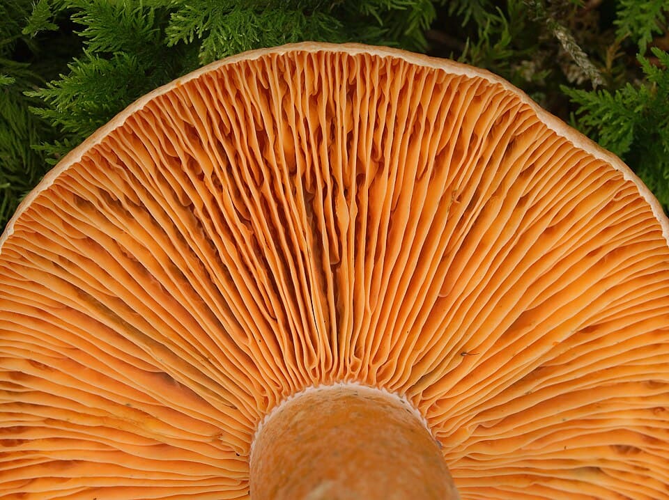 Ryzec smrkový (Lactarius deterrimus) — alternativní pohled