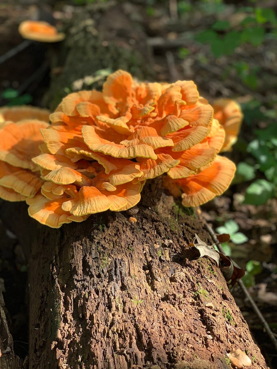 Sírovec žluto-oranžový (Laetiporus sulphureus) — alternativní pohled