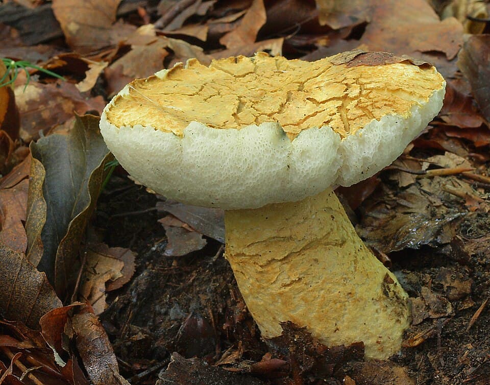 Hřib modrák (Gyroporus cyanescens)