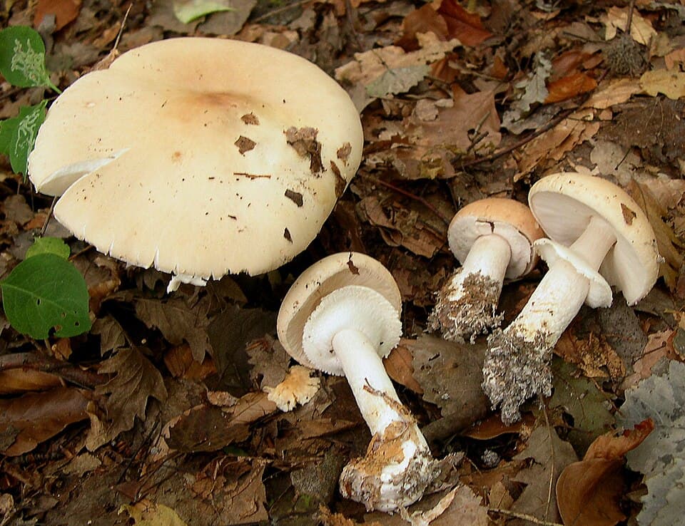 Klihatka načervenalá (Limacella guttata) — alternativní pohled