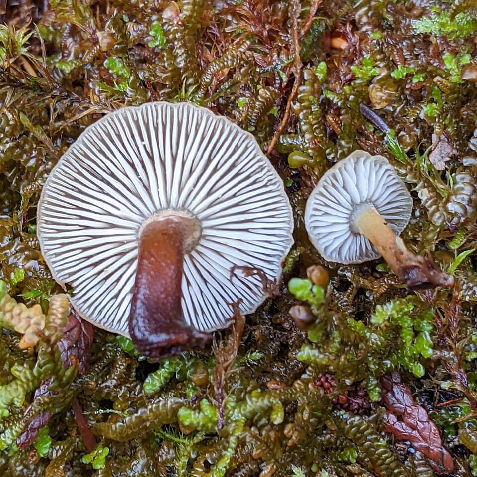 Plamenka zimní (Flammulina filiformis) — alternativní pohled