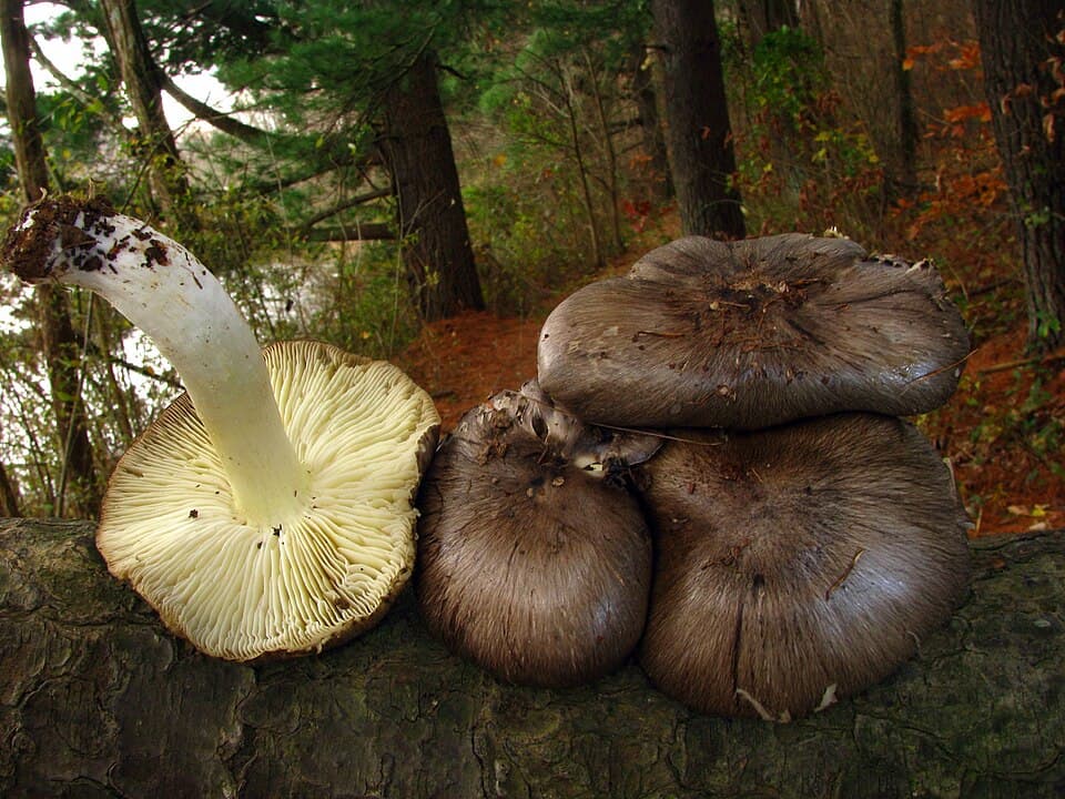 Čirůvka havelka (Tricholoma portentosum) — alternativní pohled