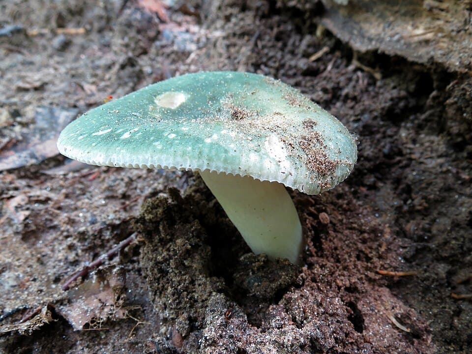 Holubinka nazelenalá (Russula virescens) — alternativní pohled