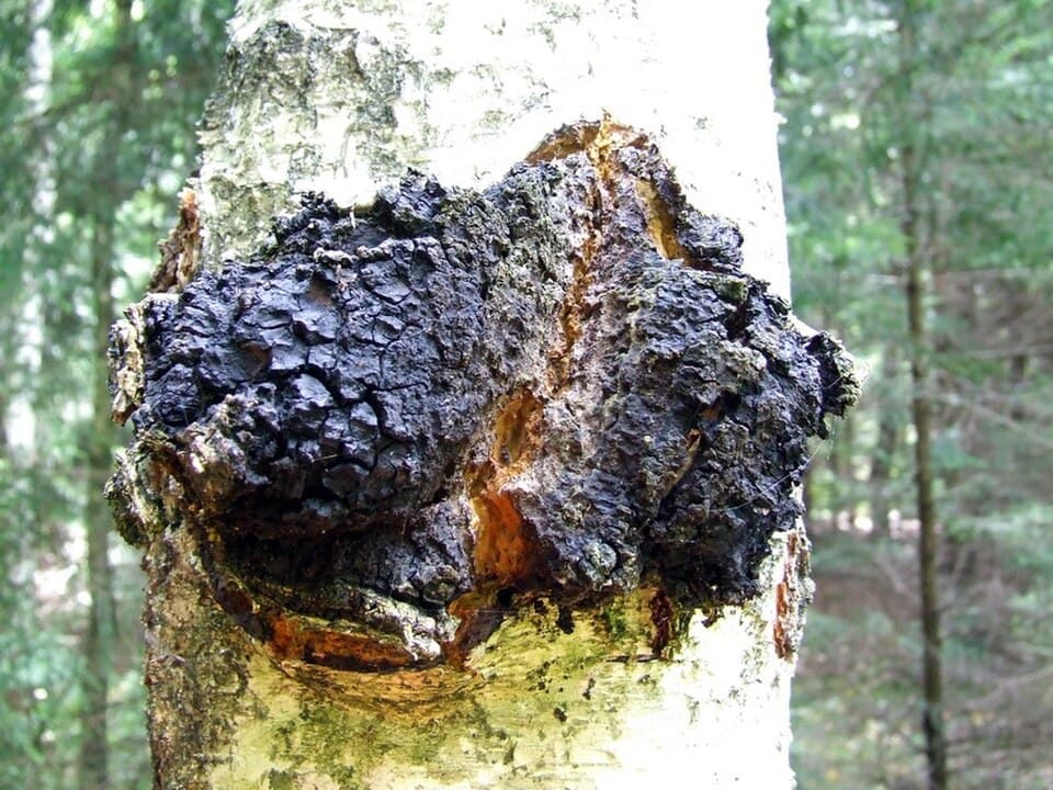 Šikmoporka březová (Inonotus obliquus)