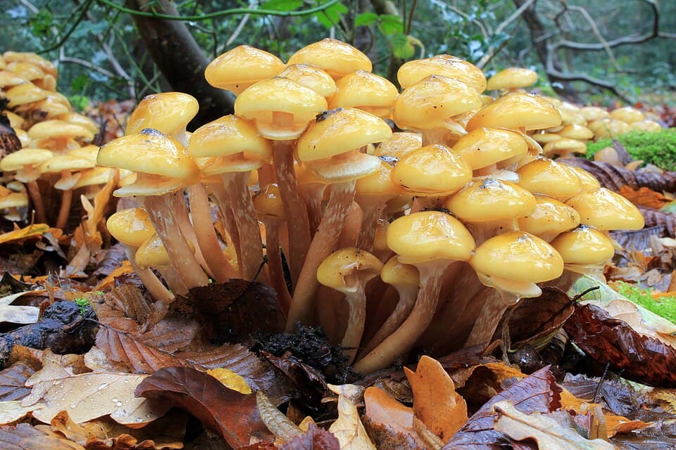 Václavka obecná (Armillaria mellea) — alternativní pohled