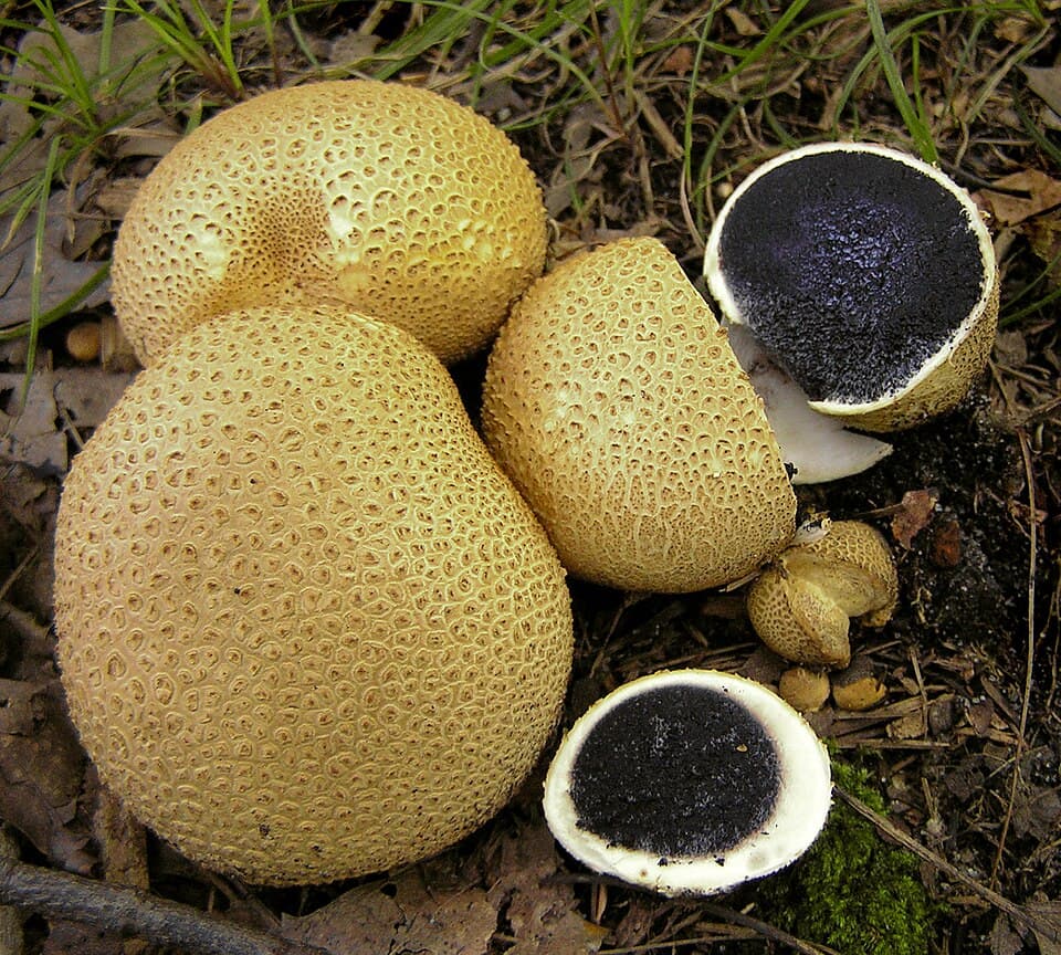 Pestřec obecný (Scleroderma citrinum) — alternativní pohled