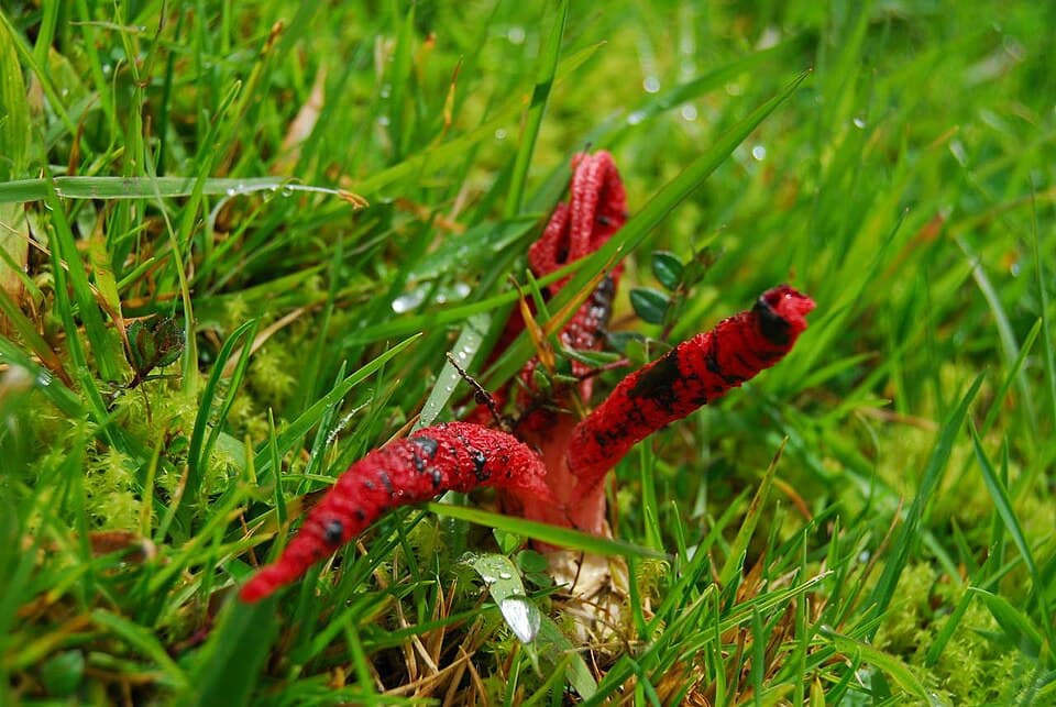 Hadovka Archerova (Clathrus archeri) — alternativní pohled