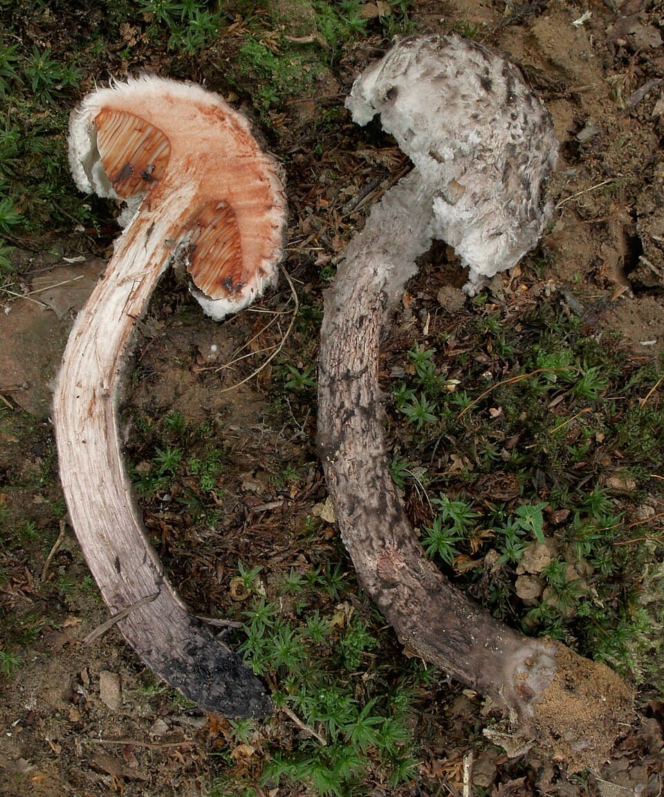 Černohlávek pestrý (Strobilomyces strobilaceus) — alternativní pohled
