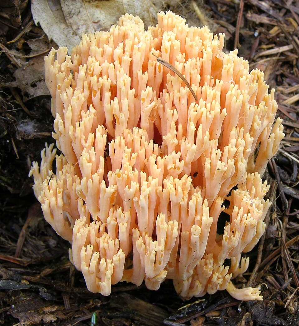 Kuřátka sličná (Ramaria formosa) — alternativní pohled