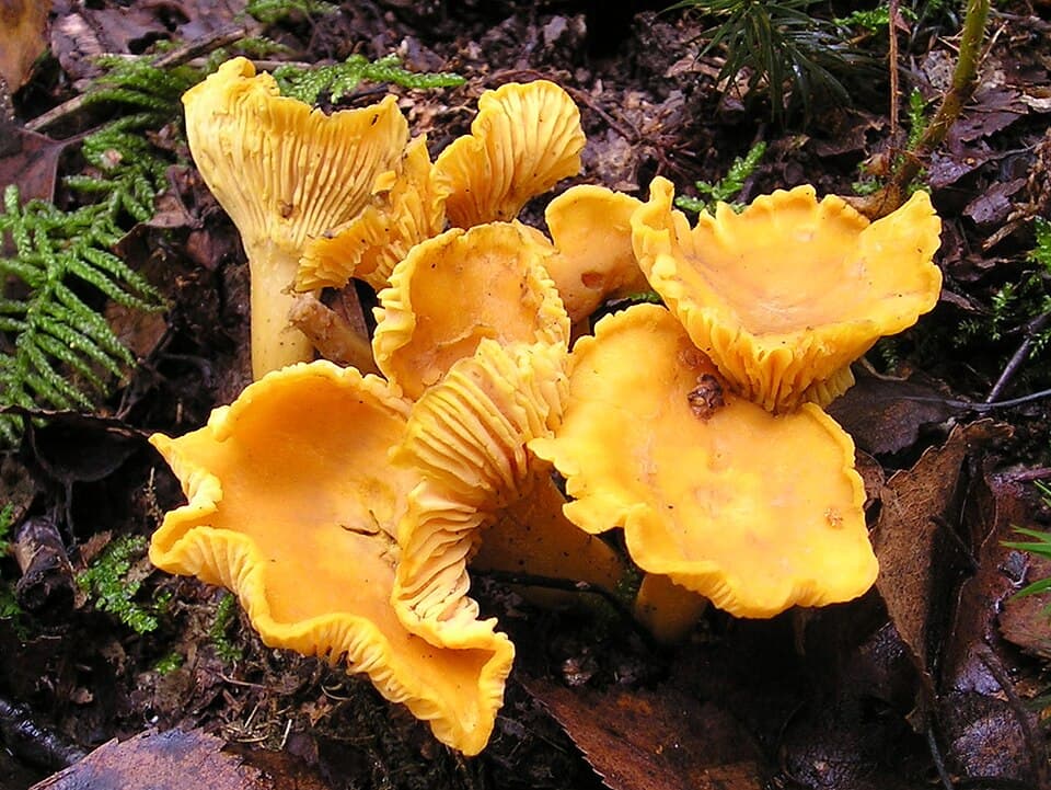 Liška obecná (Cantharellus cibarius) — alternativní pohled