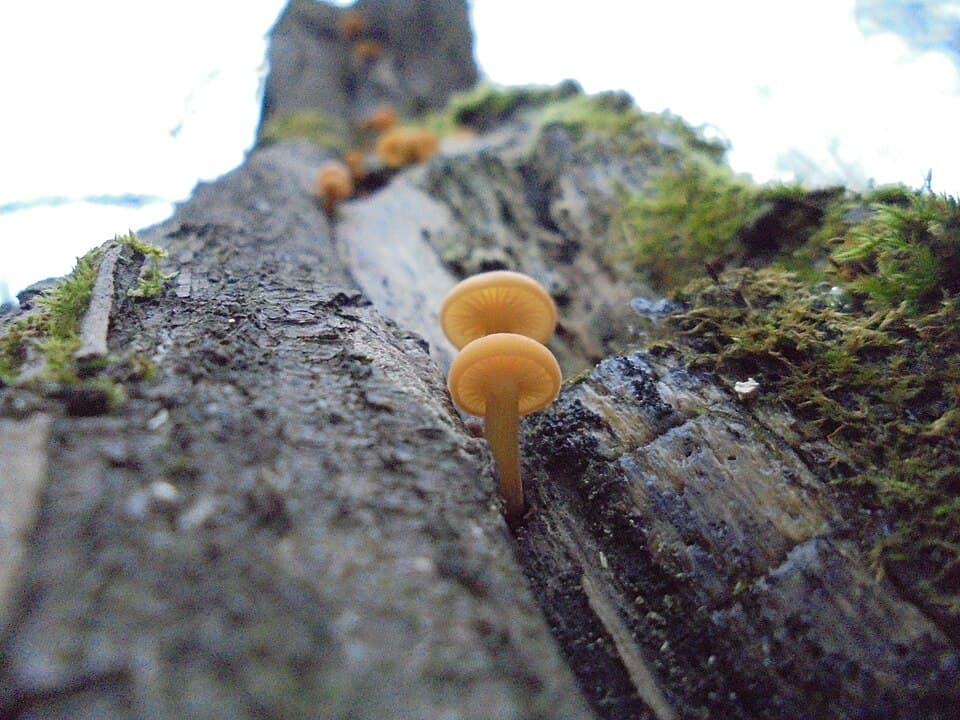 Penízovka sametonohá (Flammulina velutipes) — alternativní pohled