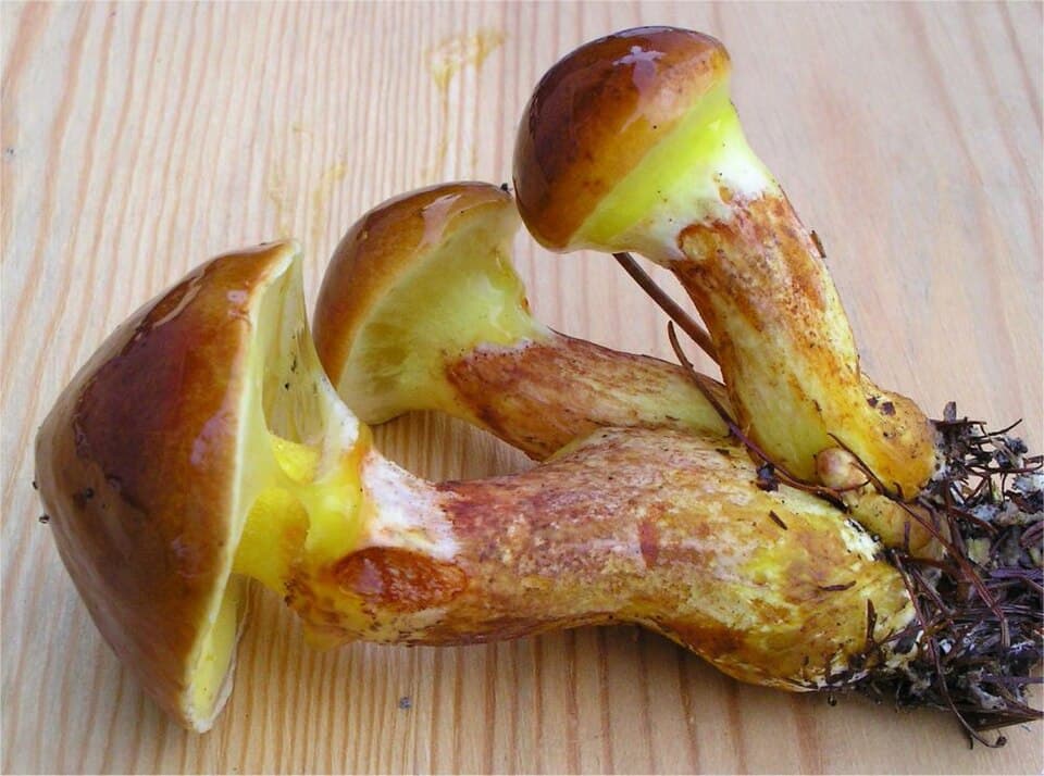 Klouzek modřínový (Suillus grevillei) — alternativní pohled