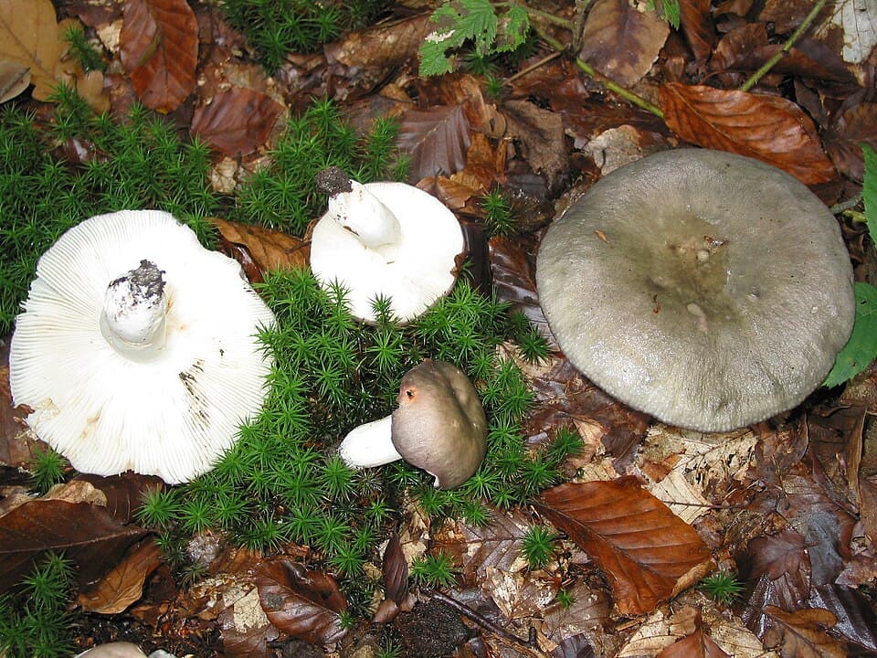 Holubinka namodralá (Russula cyanoxantha) — alternativní pohled