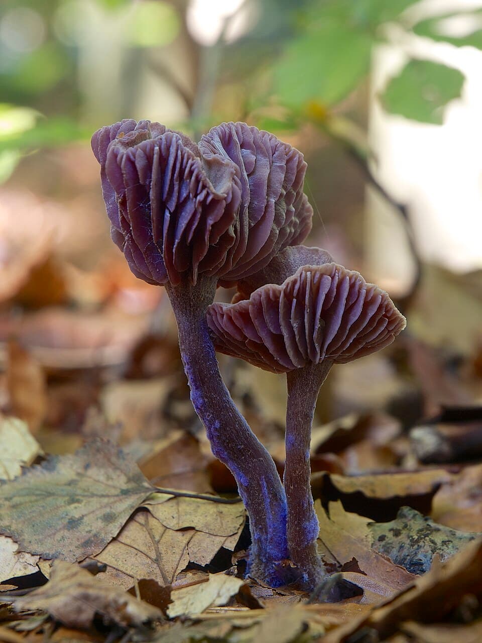 Lakovka ametystová (Laccaria amethystina) — alternativní pohled