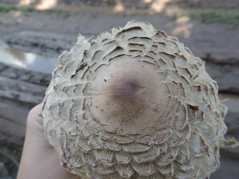 Bedla červenající (Chlorophyllum rhacodes)