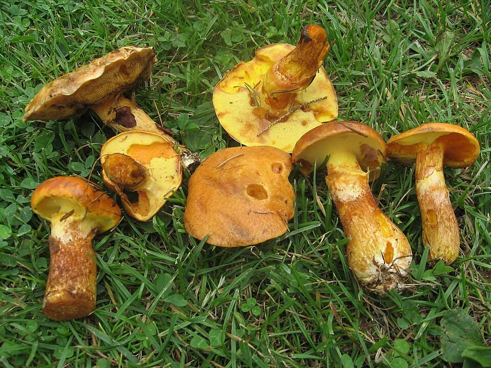 Klouzek sličný (Suillus grevillei)