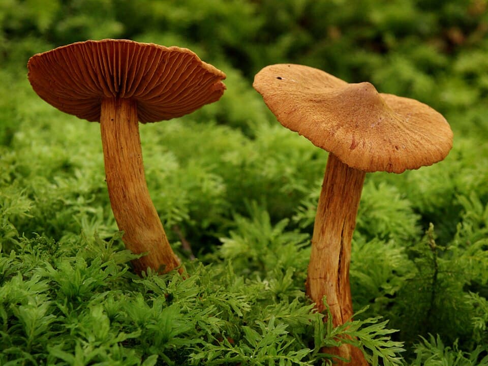 Pavučinec výjimečný (Cortinarius rubellus) — alternativní pohled