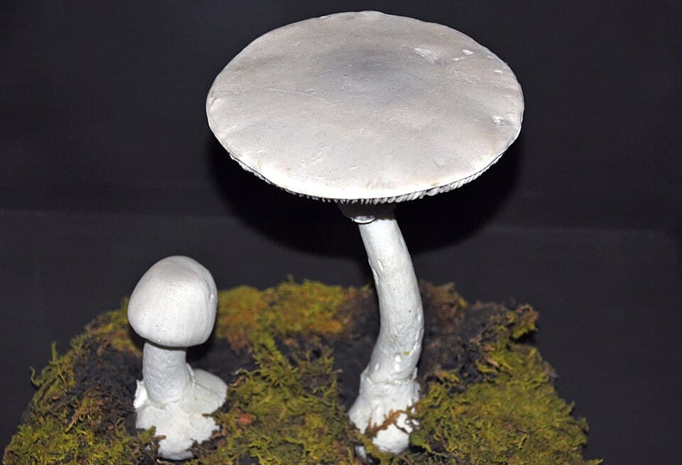 Muchomůrka jarní (Amanita verna) — alternativní pohled
