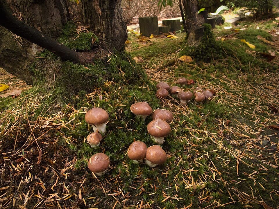 Klouzek obecný (Suillus luteus) — alternativní pohled
