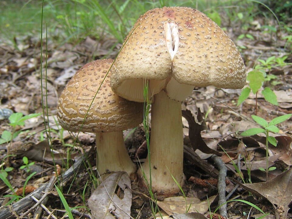 Muchomůrka růžovka (Amanita rubescens) — alternativní pohled