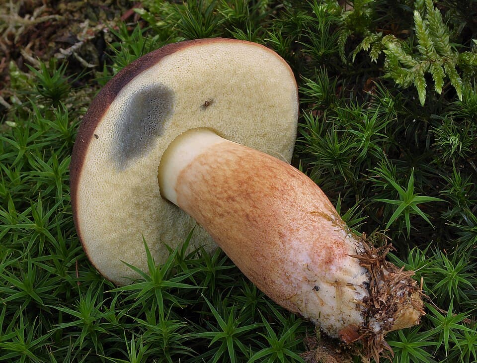 Hřib hnědý (Imleria badia) — alternativní pohled