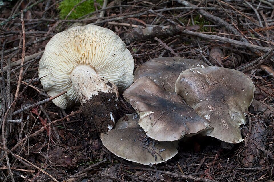 Čirůvka mýdlová (Tricholoma saponaceum) — alternativní pohled
