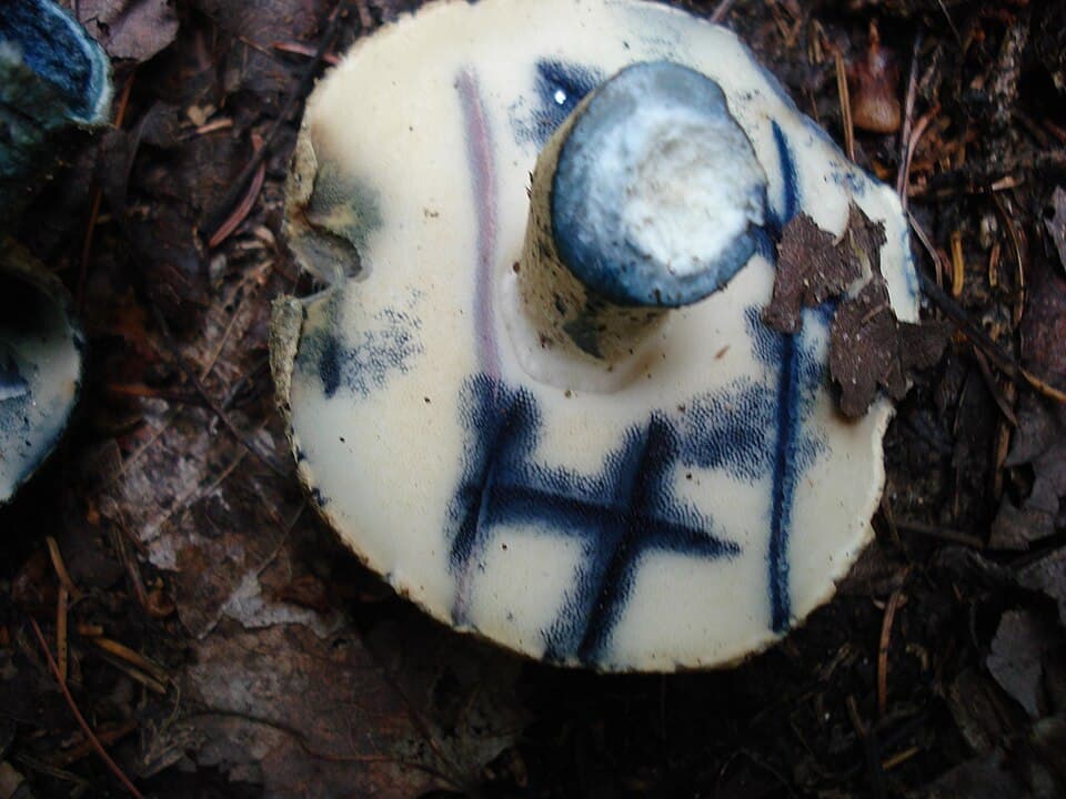 Hřib modrák (Gyroporus cyanescens) — alternativní pohled