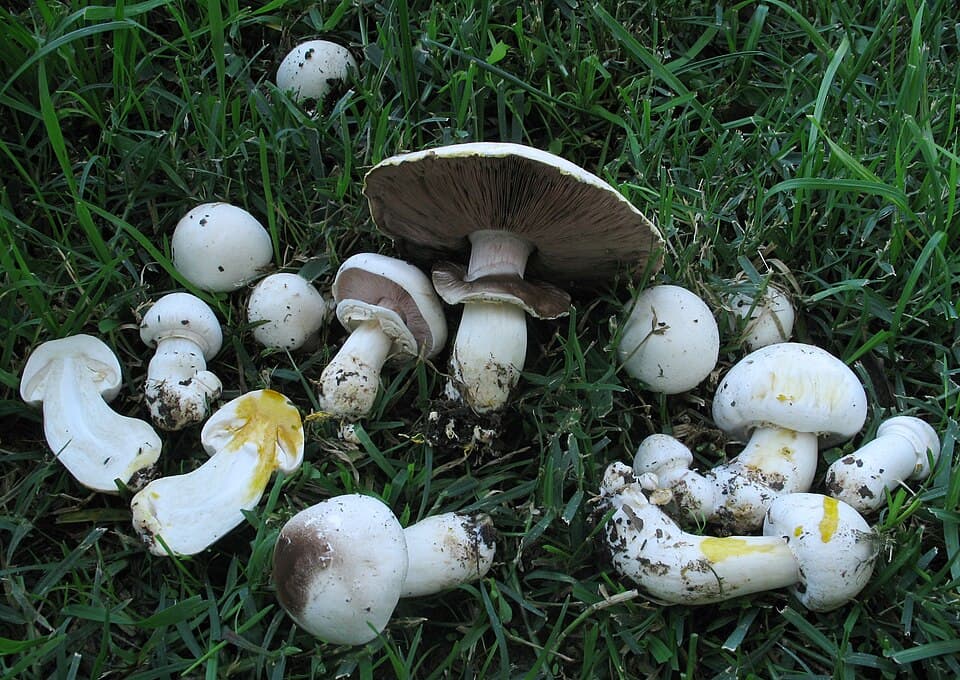 Žampion zápašný (Agaricus xanthodermus) — alternativní pohled