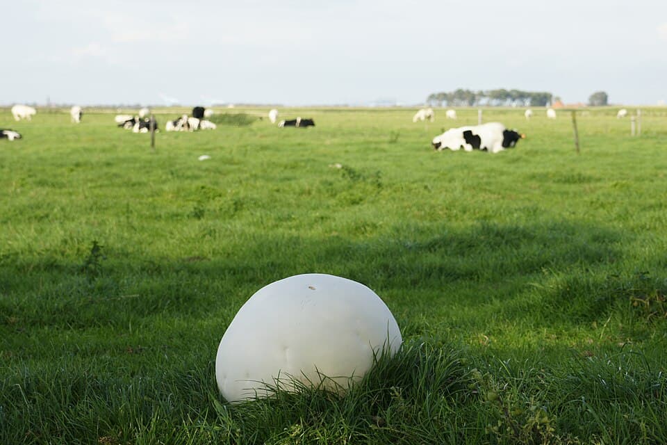 Pýchavka obrovská (Calvatia gigantea) — alternativní pohled